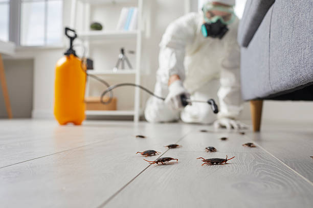 Post-Treatment Bed Bug Interceptor Monitoring in Pequot Lakes